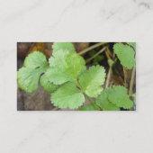 Cilantro Visitekaartje (Achterkant)