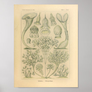  Ciliata-kleur Ernst Haeckel afdrukken Poster