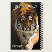Cincinnati Tiger - (Dos)