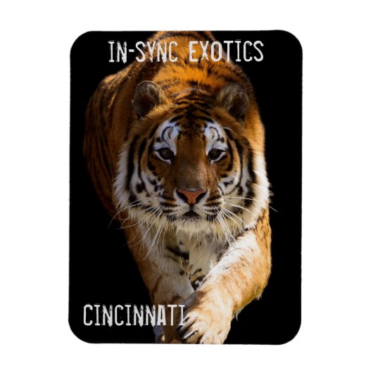 Cincinnati Tiger - Magneet (Verticaal)