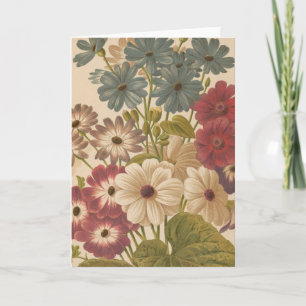 Cineraria   George Nicholson Kaart