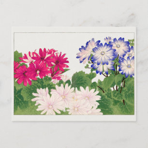 Cineraria van Tanigami Konan Briefkaart