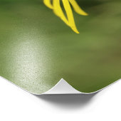 Cinnabar Moth Caterstyle on Ragwort Foto Afdruk (Hoek)