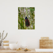 Cinnabar Moth Poster (Keuken)