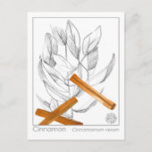 Cinnamon Spice Materia Medica Monograph Herbal Briefkaart (Voorkant)