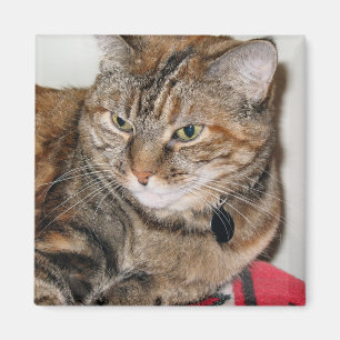 Cinnamon the Cat Magneet