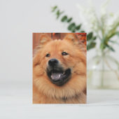 Cinny - Chow Chow Foto - 5 Briefkaart (Staand voorkant)
