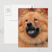 Cinny - Chow Chow Foto - 5 Briefkaart (Voorkant / Achterkant)