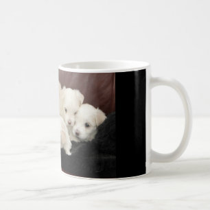 Cinq Chiots Maltais Sur Une Variété De Mugs