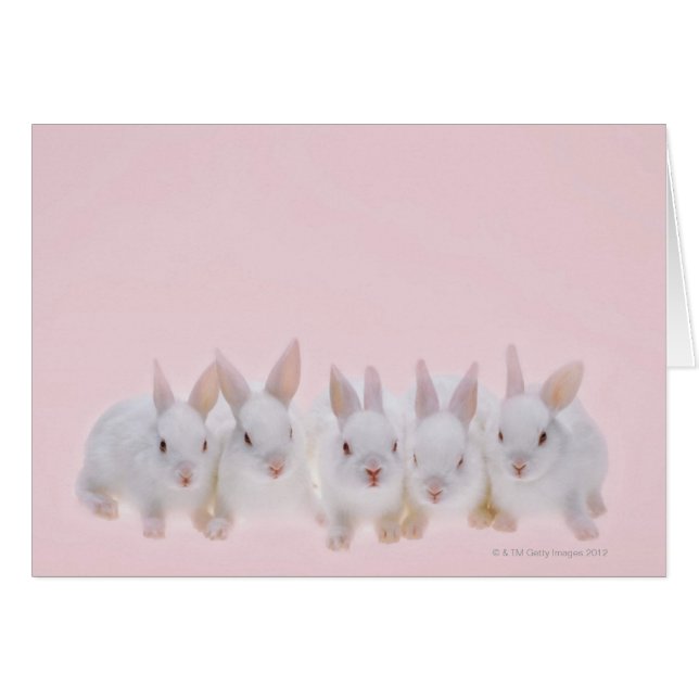 Cinq lapins 2 (Devant horizontal)