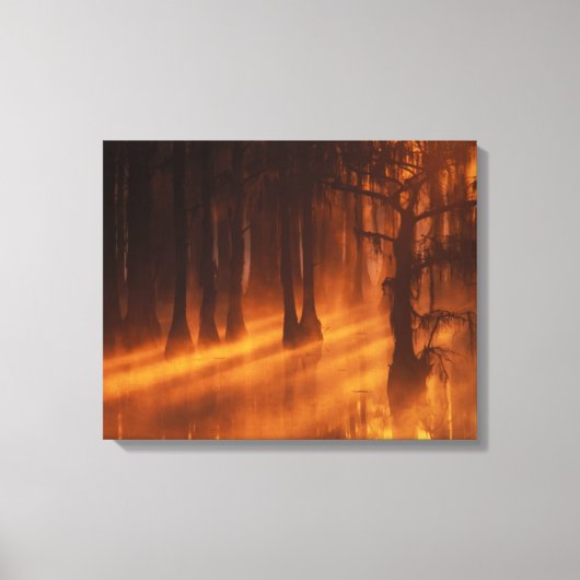 Cipresbomen | George Smith State Park Canvas Afdruk (Voorkant)