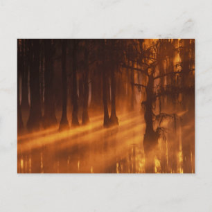 Cipressen George Smith State Park Briefkaart