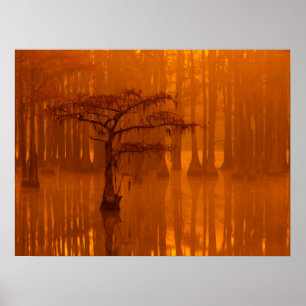 Cipressen   George Smith State Park Poster