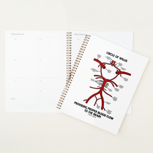 Circle of Willis Providing Proper Blood Flow (Devant avec enveloppe)