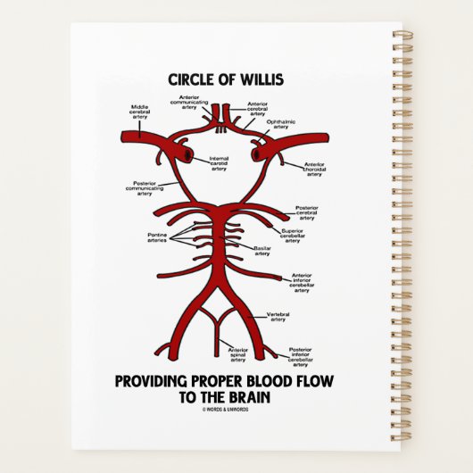 Circle of Willis Providing Proper Blood Flow (Dos)
