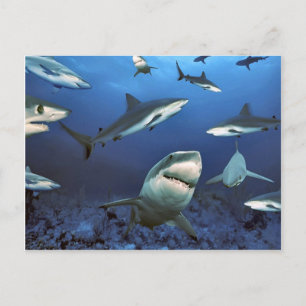 Circuit voor de moord briefkaart