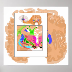 Circuits de Ganglia Basale Partie du tableau Cerve