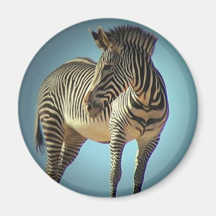 Circular Zebra Magnet Magneet