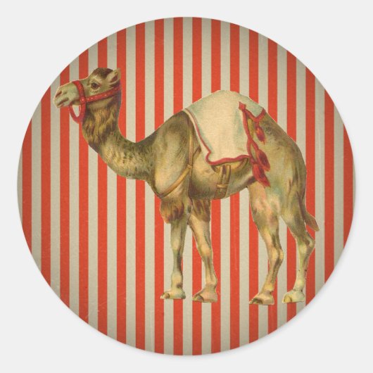 CIRCUS CAMEL  RONDE STICKER (Voorkant)