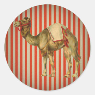 CIRCUS CAMEL  RONDE STICKER