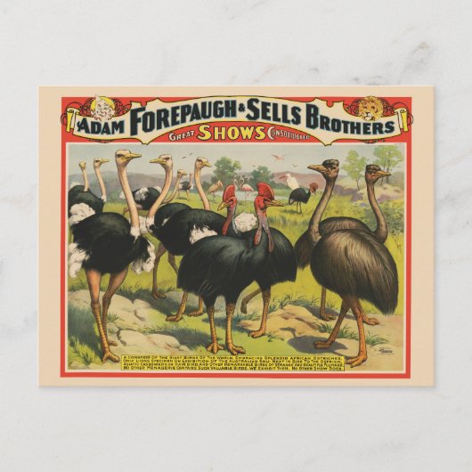  circus met struisvogels en grote vogels. briefkaart (Voorkant)