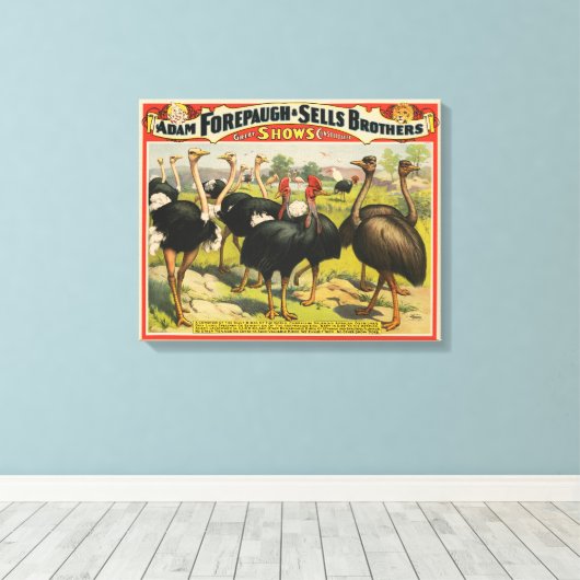 circus met struisvogels en grote vogels. canvas afdruk (Insitu (Houten vloer))