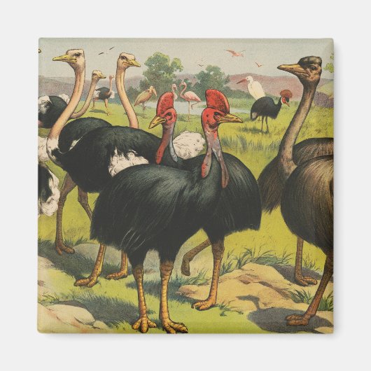  circus met struisvogels en grote vogels. magneet (Voorkant)