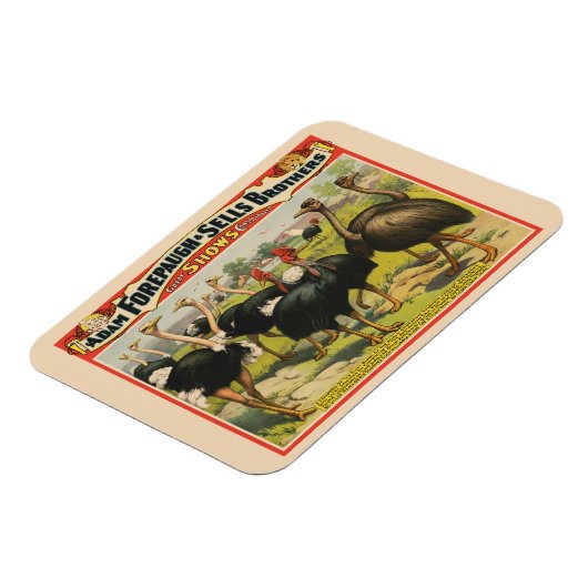 circus met struisvogels en grote vogels. magneet (Linkerzijde)