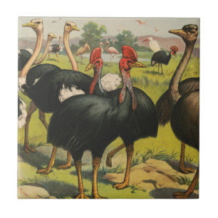 circus met struisvogels en grote vogels. tegeltje