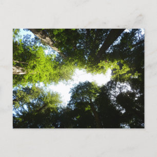 Cirkel van Redwoodbomen in Redwood National Park Briefkaart
