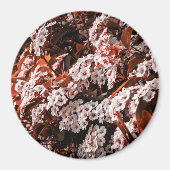 Cirkelmagneet Magneet (Voorkant)