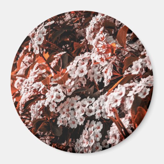 Cirkelmagneet Magneet (Voorkant)