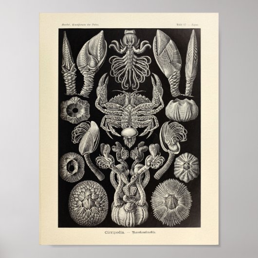 Cirripedia Ernst Haeckel Art Print (Voorkant)