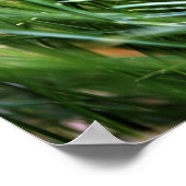 Citation de Walt Whitman - Poster (Coin)