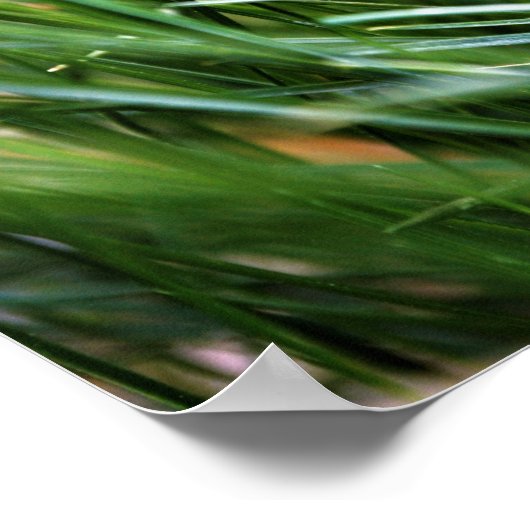 Citation de Walt Whitman - Poster (Coin)