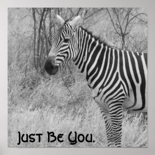 Citation et affiche Zebra