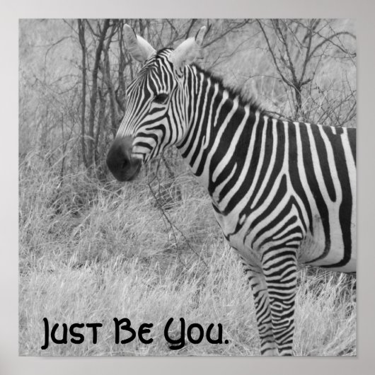 Citation et affiche Zebra (Devant)