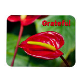 Citation gracieuse sur Red Peace Lily Magnet (Horizontal)