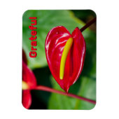 Citation gracieuse sur Red Peace Lily Magnet (Vertical)