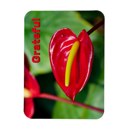 Citation gracieuse sur Red Peace Lily Magnet (Vertical)