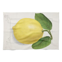 Citroen (Citrus Limon) door Ellen Isham Schutt – 1