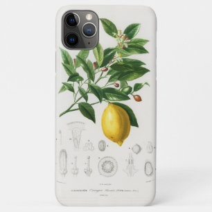 Citroen Citrusfruit Botanische Limonium Illustrati iPhone 11 Pro Max Hoesje