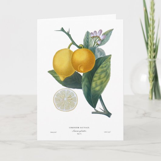 Citroen Kaart (Voorkant)