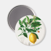  citroen magneet (Voorkant / Achterkant)