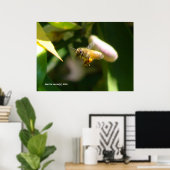 Citroenbloesembij (5) poster (Thuiskantoor)