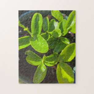 Citroenboomgaard Aanplanten Lent Legpuzzel