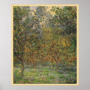 Citroenboomgaard in Bordighera door Claude Monet Poster