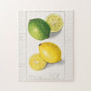 Citroenen (Citrus Limon) Waterverf van fruit Legpuzzel