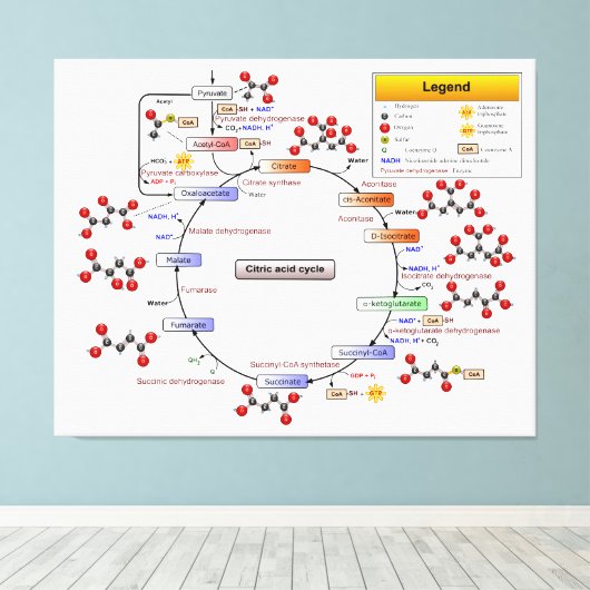 Citroenzuurcyclus, TCA-cyclus, Krebs-cyclus Canvas Afdruk (Insitu (Houten vloer))
