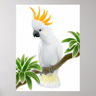Citron Crested Cockato-Poster Poster